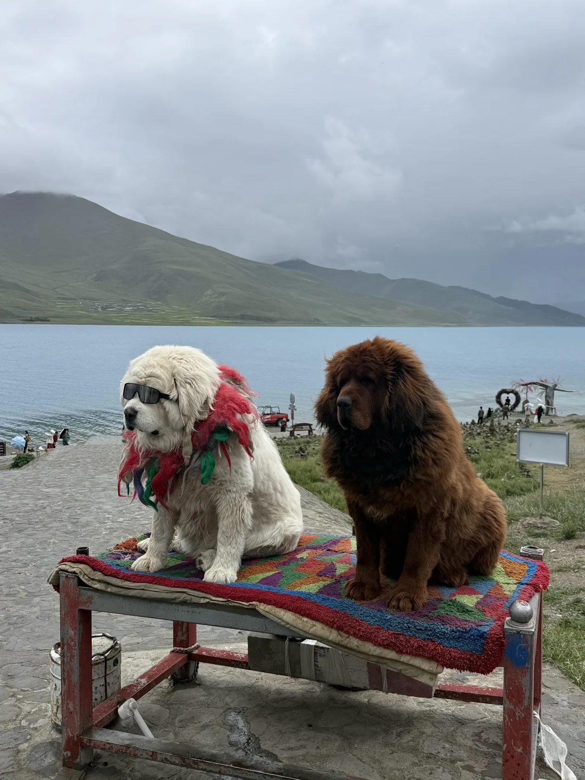 Two dogs sitting together beside a highland lake