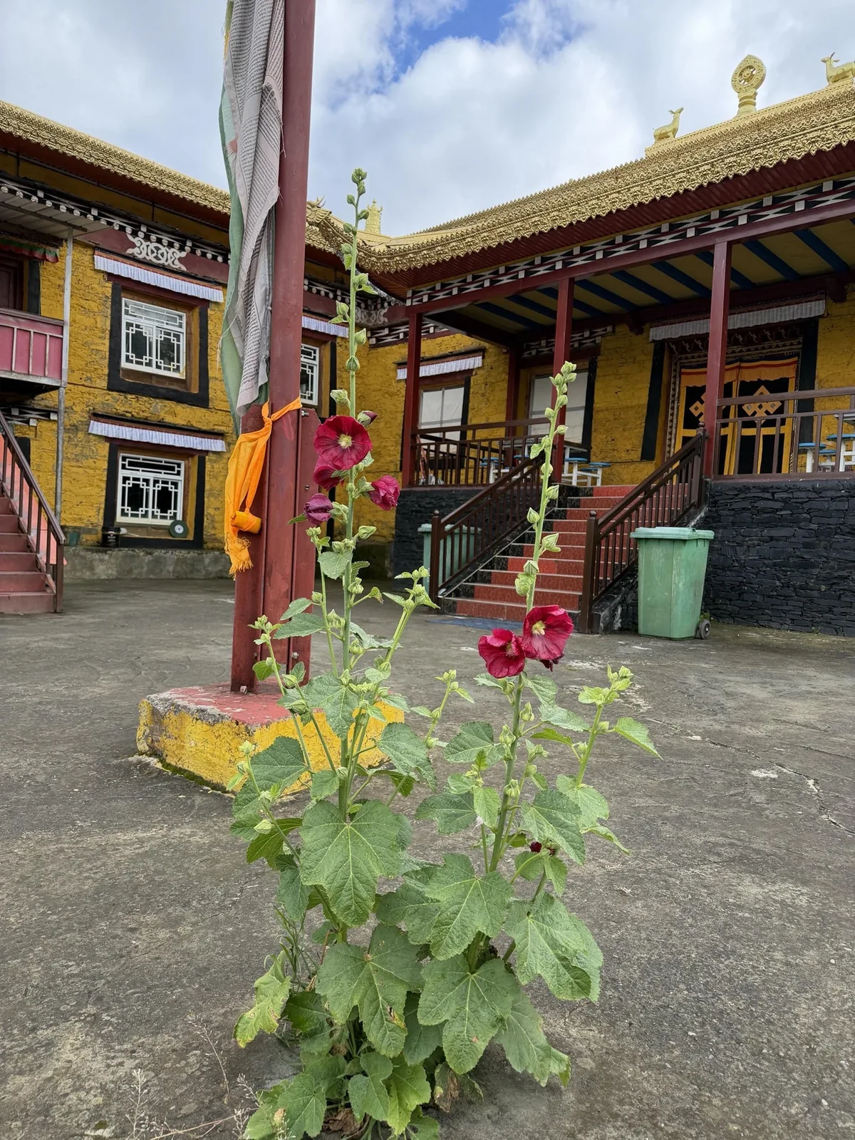 A flowering plant standing in the courtyard of Samding Monastery